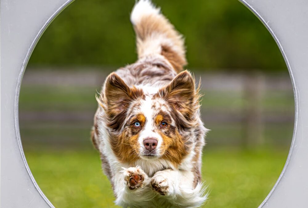 Hundefotografie in Schwabmünchen