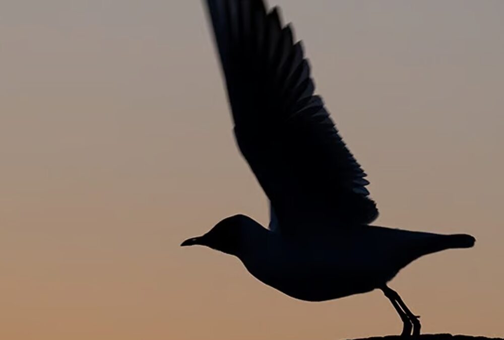 Vogelfotografie am Ammersee