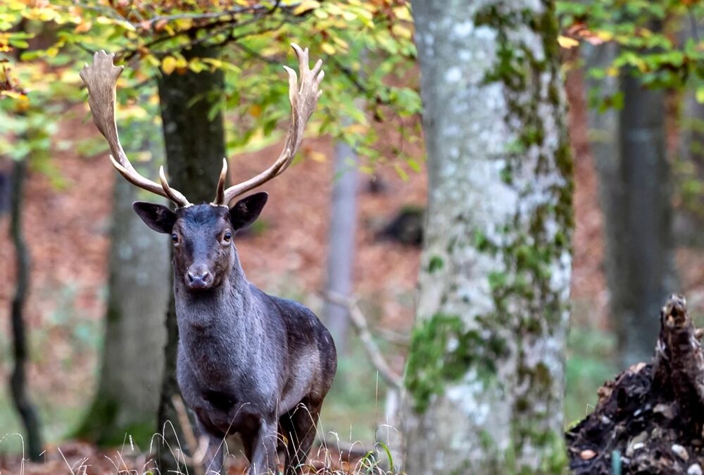Natur- und Wildlife Fotografie bei Landsberg am Lech